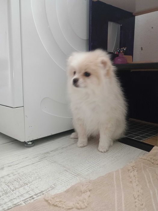 Померан момиче !!!