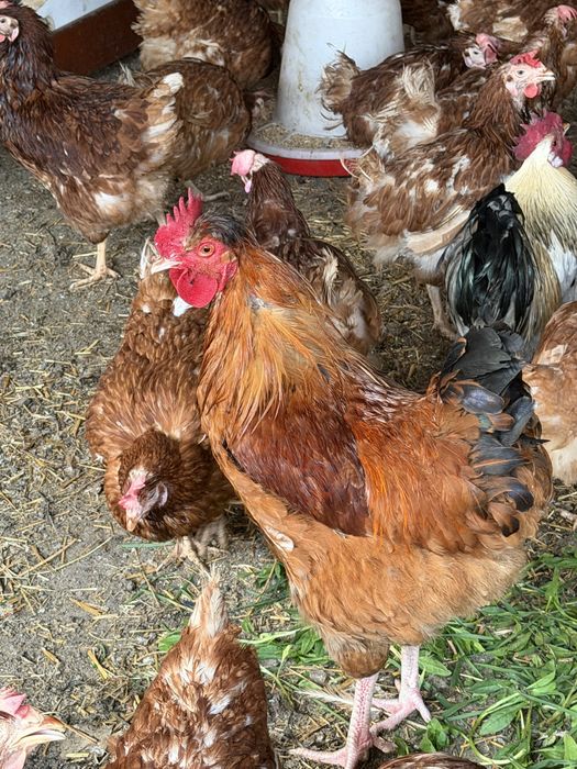 Продавям петли за месо и разплод