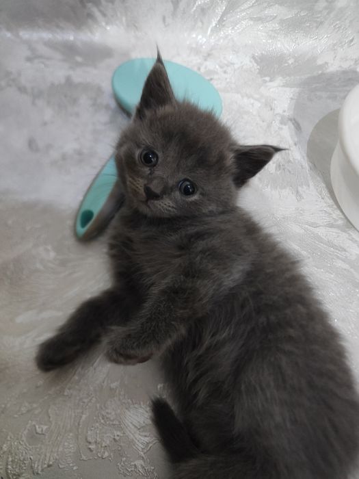 Продам котят британцы