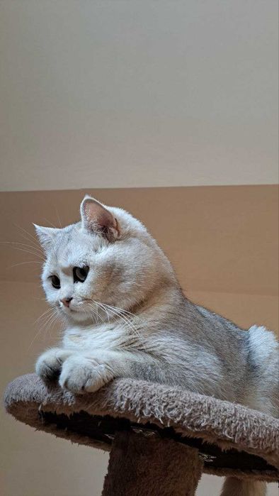 Вязка  Британский кот, серебренная шиншилла .