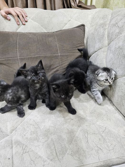 Продаются котята;шотландские прямоухие и шотландские вислоухие.