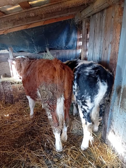 2 vițele de vânzare