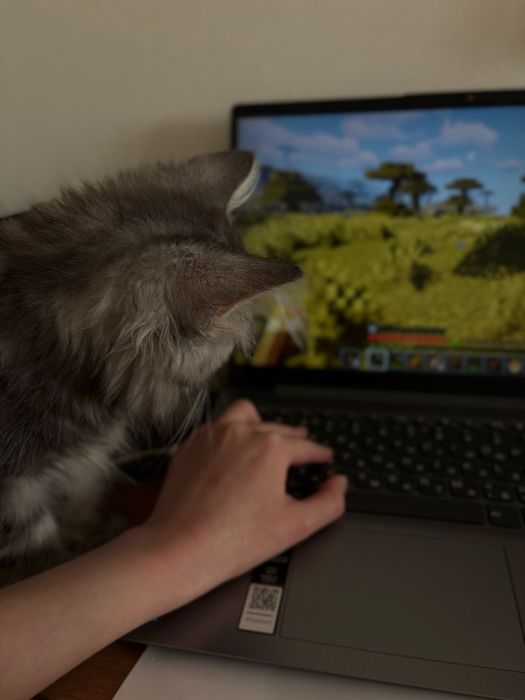 Котик продается, Сибирский