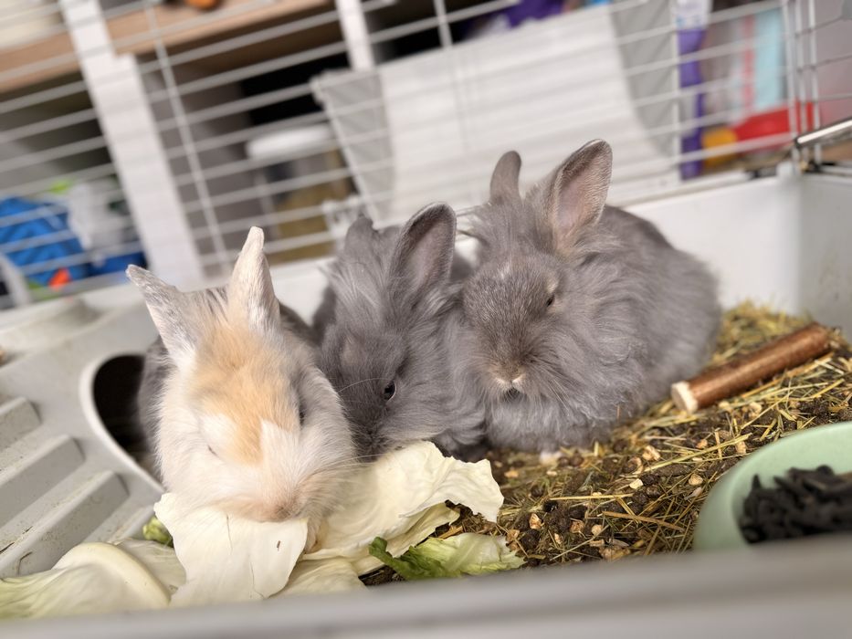 Iepuri de vanzare + cusca