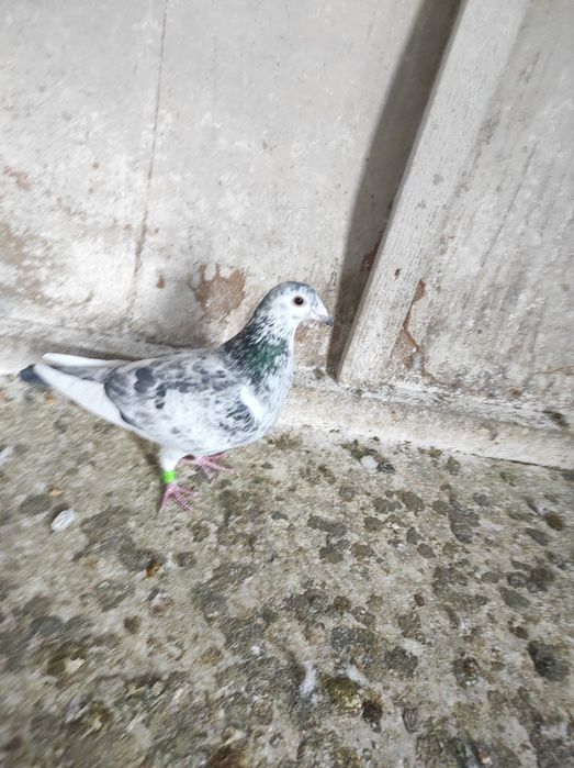 Porumbei cu rezultate deosebite , fond și maraton ( expoziție)