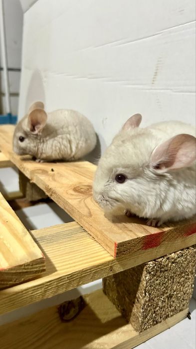 Chinchilla / sinsila, adorabilul animalut de companie. DE VANZARE