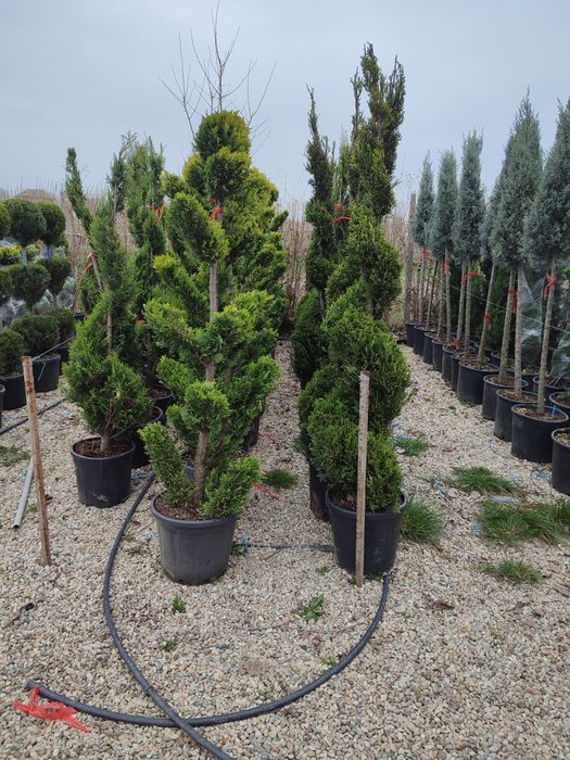 Plante ornamentale Diferite forme