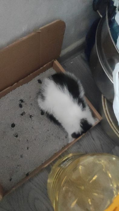 Отдам котенка бесплатно в хорошие руки