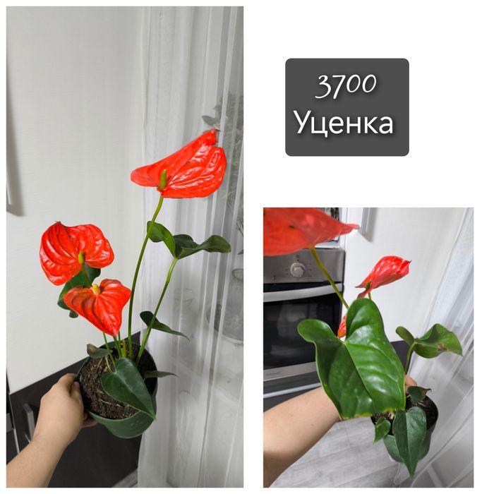 Мужское счастье 8 сортов антуриум