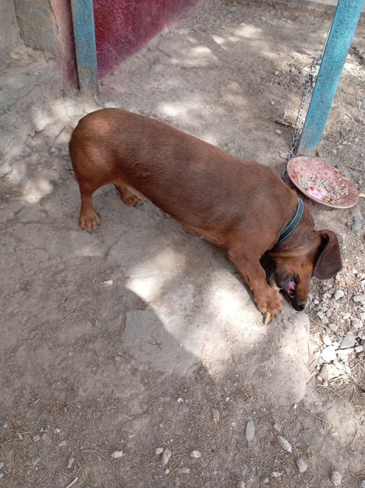 Продаю Таксу сучка