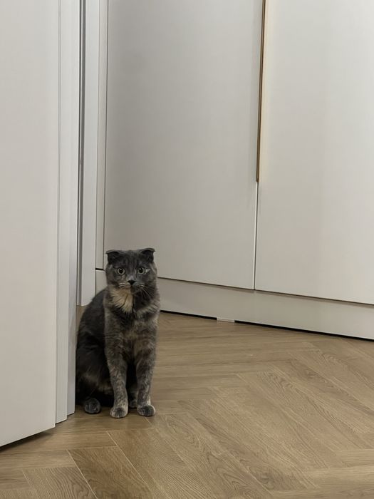 Мысық жақсы қолға беріледі.