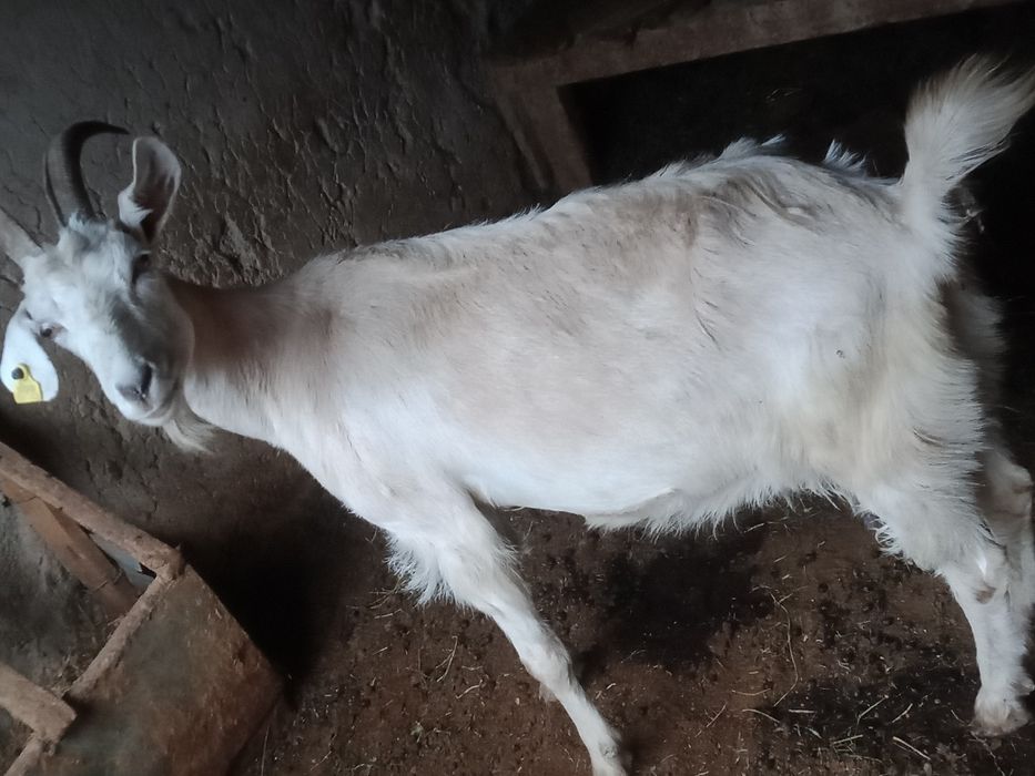 Козье козье ешкі ешкі
