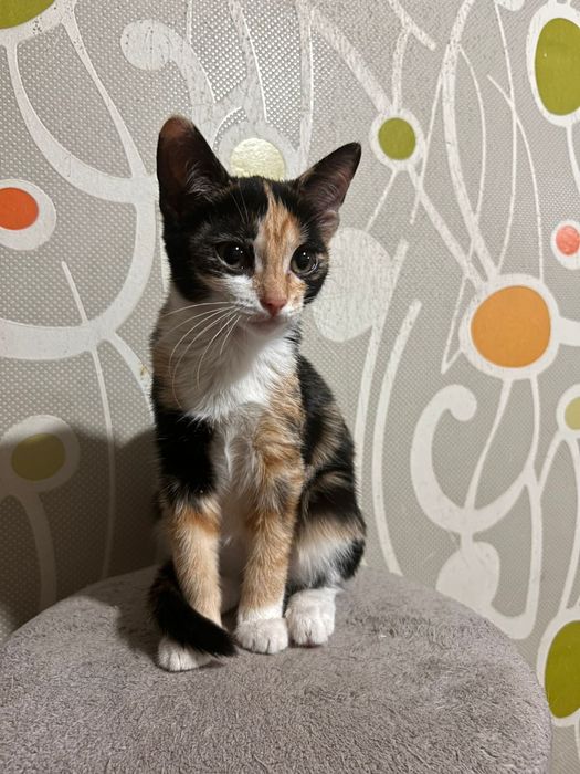 Котята ищут семью