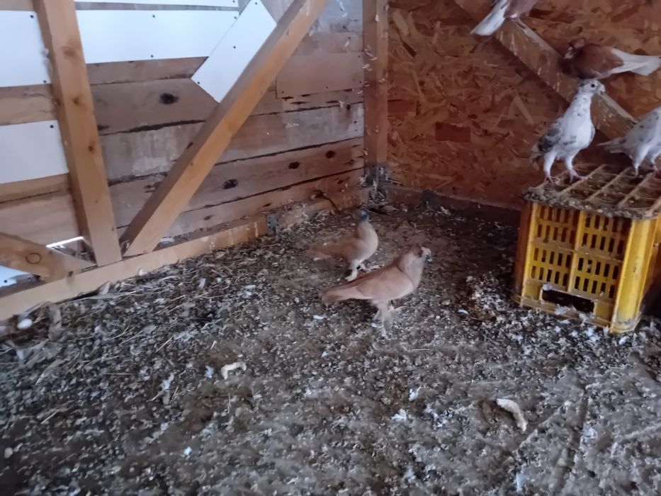 Vand schimb porumbei jucatori de botosani