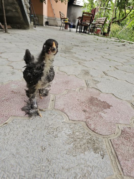 35 mingga Brama joʻjalari -  1 oylik,  uy sharoitida