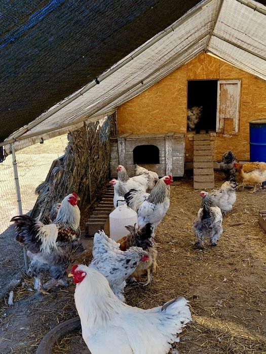 Vand oua Brahma pentru incubat