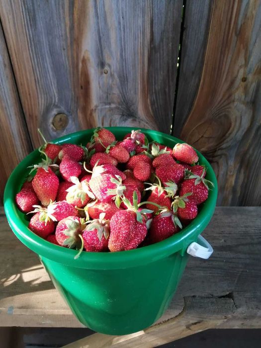 Дача в садовом обществе Горизонт