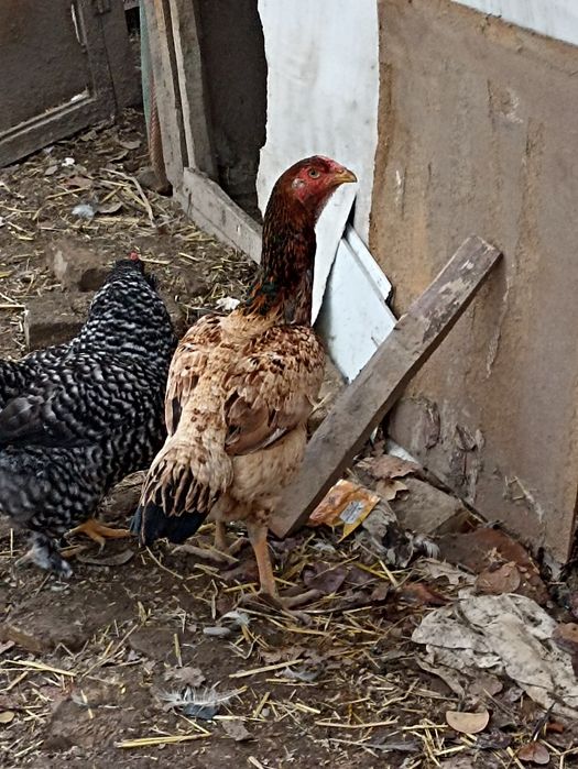 Куланги тавуклар сотилади