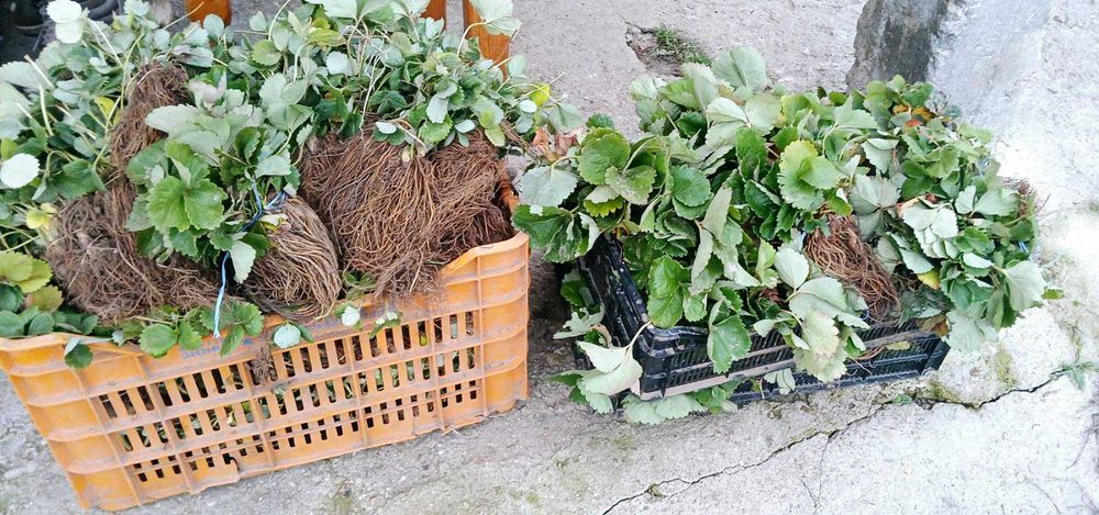 Продавам качествен Разсад ягоди
