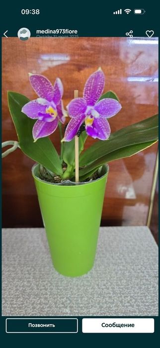 Сортовые орхидеи из Азии