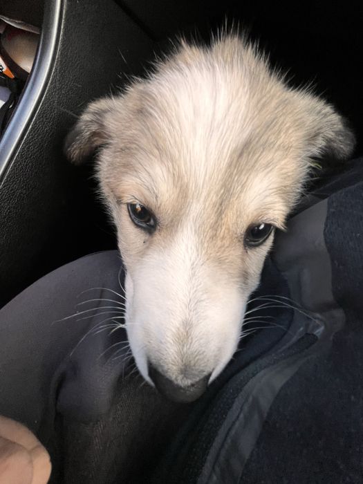 Щенок нашли по трассе