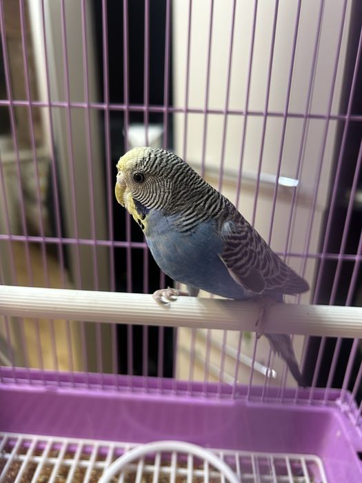 Попугай волнистые продам