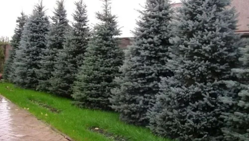 Яблони ель газон туя