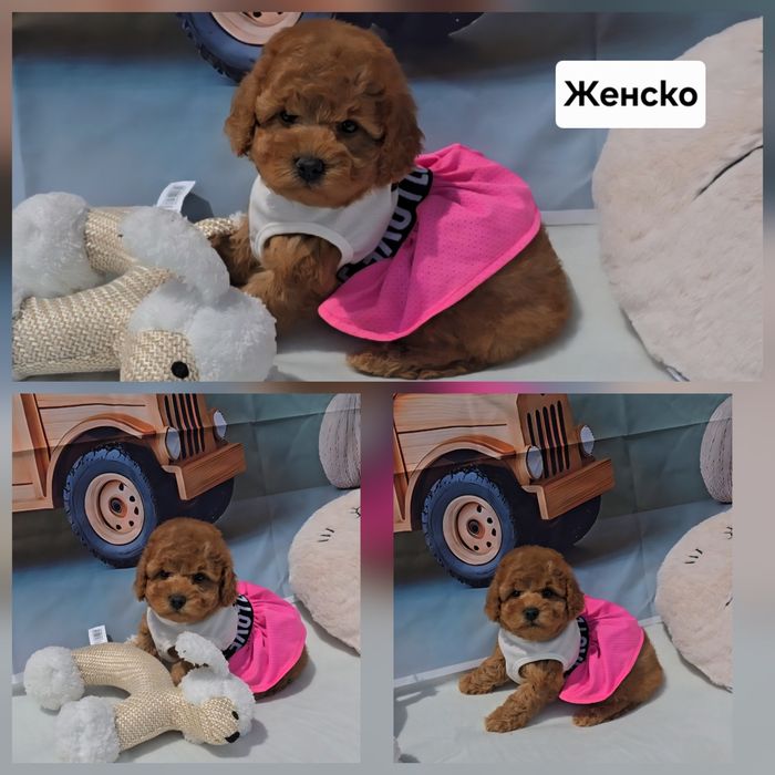 Пудел мини с родословие
