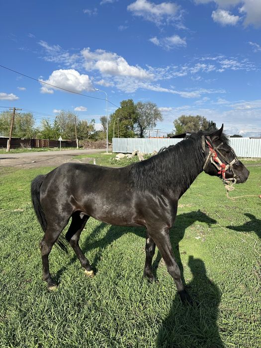 Жорға, Жорга, Иноходец