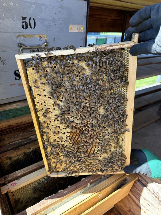 Vand familii de albine