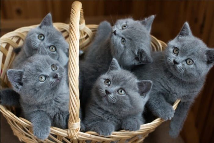 Британские котята