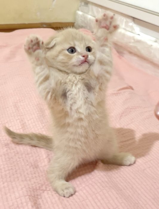 Продам шотланский висалухий