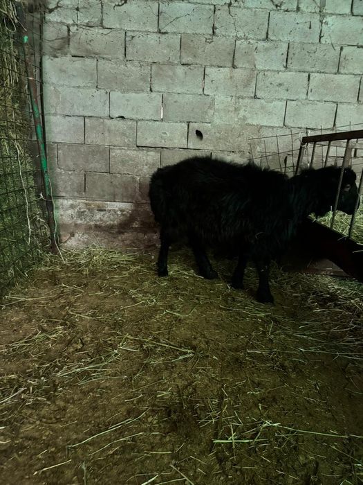 Қошқар сатамын..