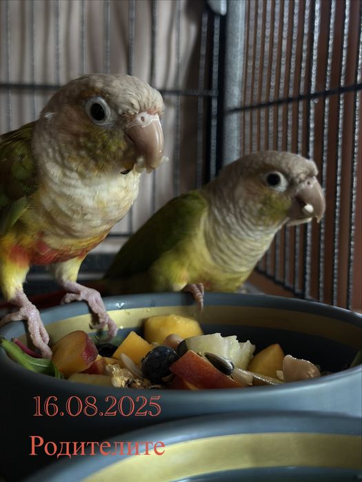 Бебета папагал ПИРУРА Cinnamon Yellow-sided