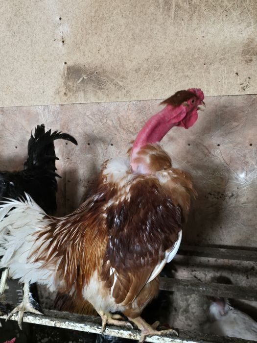 Продам Петушков!