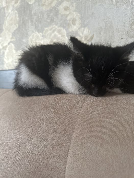 Котенок девочка