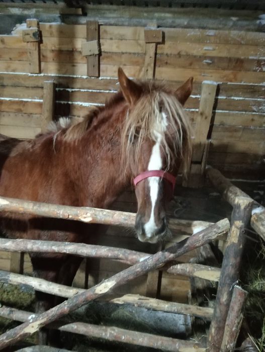 Құнан сатылады!!!