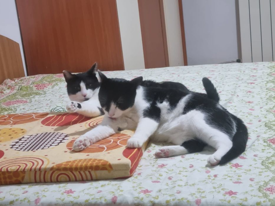 Motanei superbi de adoptat, pisici de adoptat,puiuti de pisica adoptie