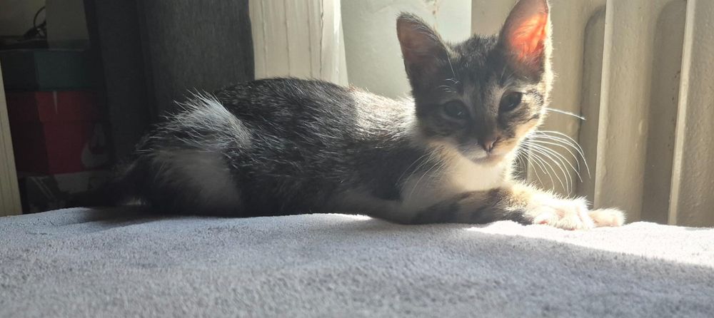 Pui Pisica Abandonat Adoptie