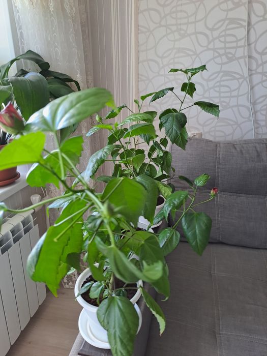 Комнатные цветы, красиво цветущие