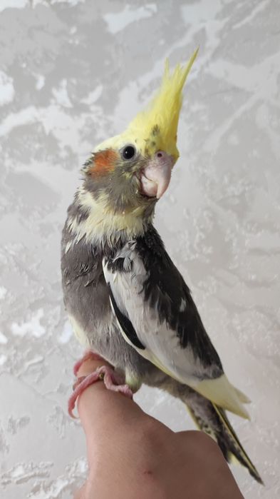 Ручной попугай карелла
