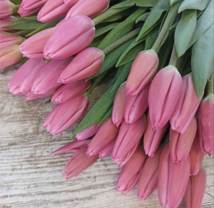 Продам тюльпаны  голландские оптом