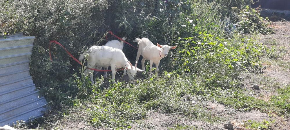 Продам зайнесанских коз