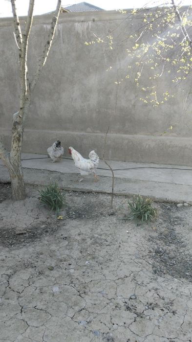 Қораз сатылады мощный зор