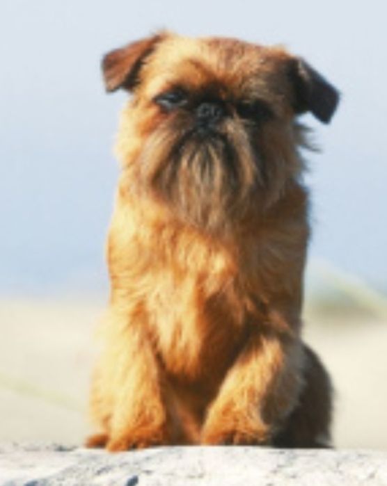 Брюссельский гриффон