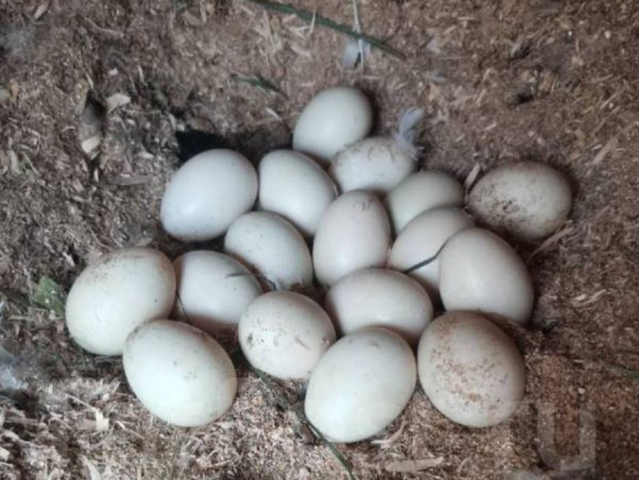 Яйца индоутки цесарки Другое