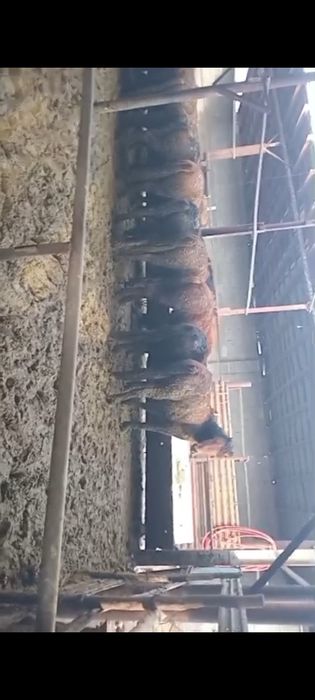 Құнандар, тайлар сатылады