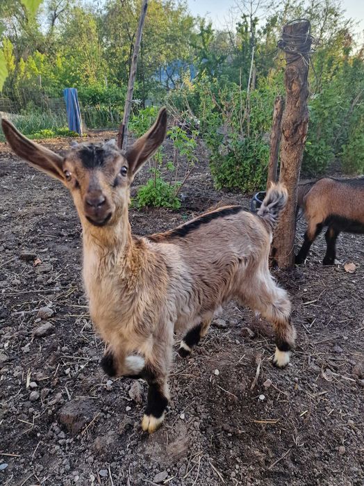 Продаются козлята альпачехи