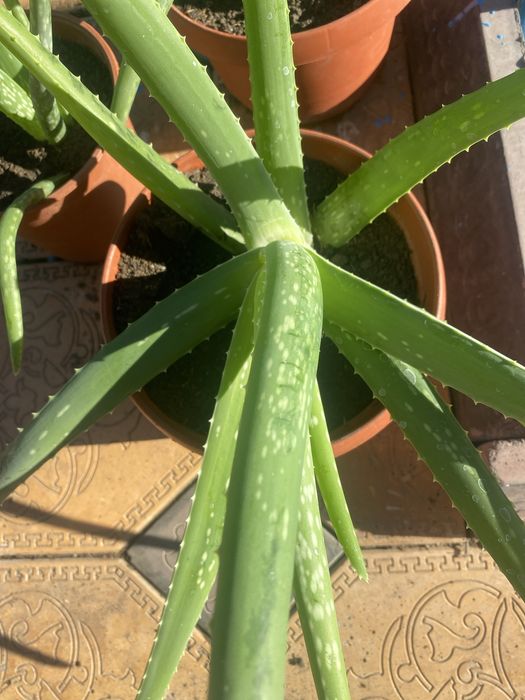 Продам лечебное алое