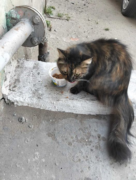 Кто потерял кошку?
